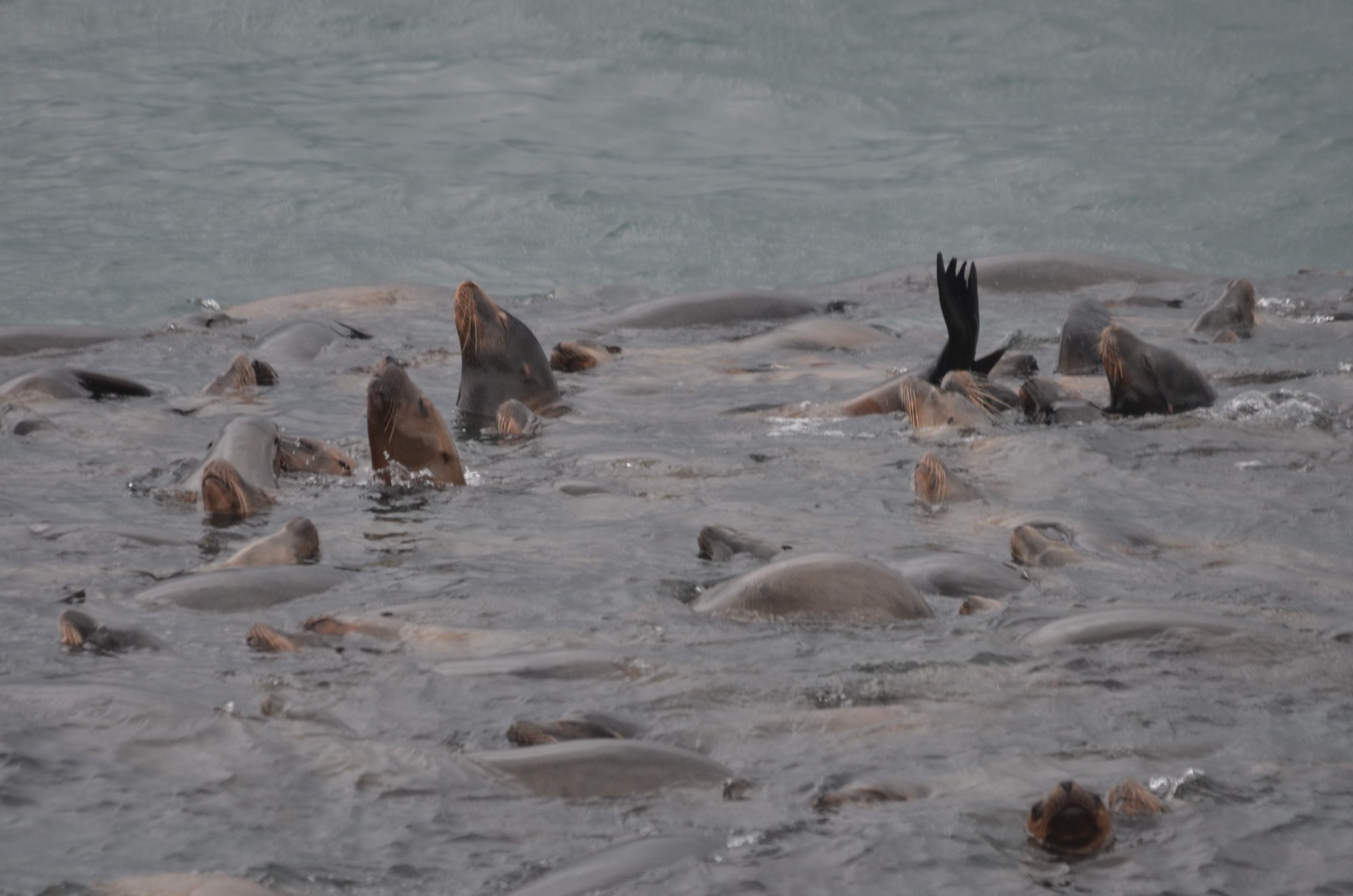 Sealion raft