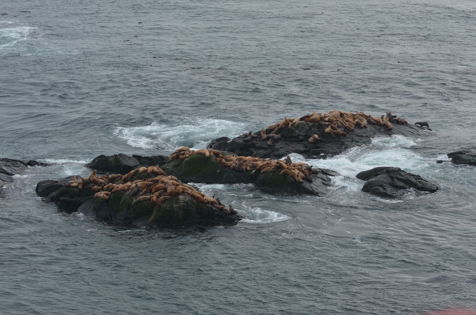 Sealions on South Islands