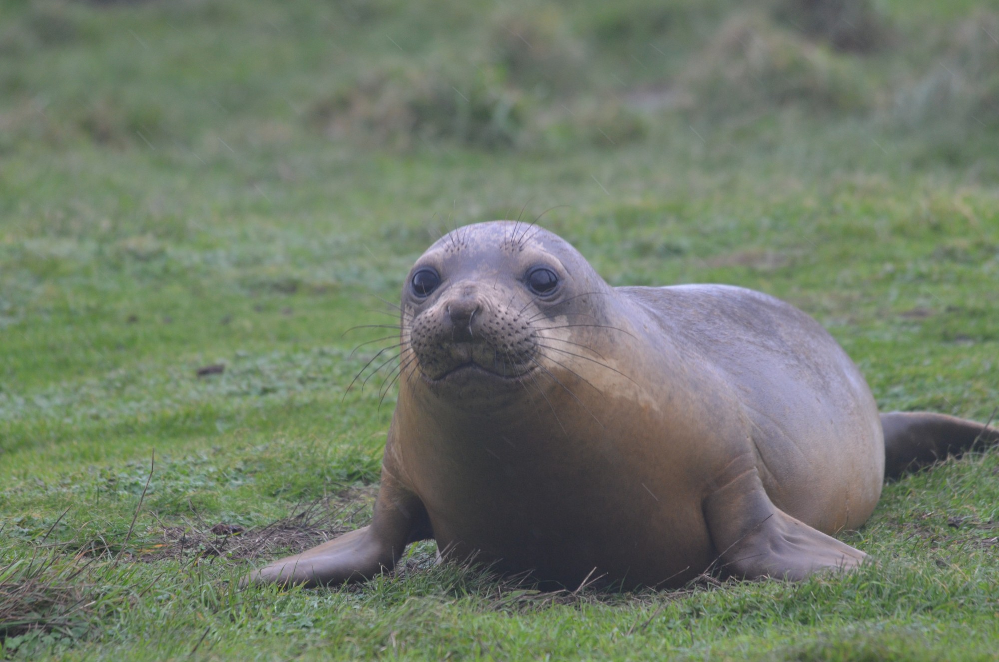 Small Elephant seal looking for female