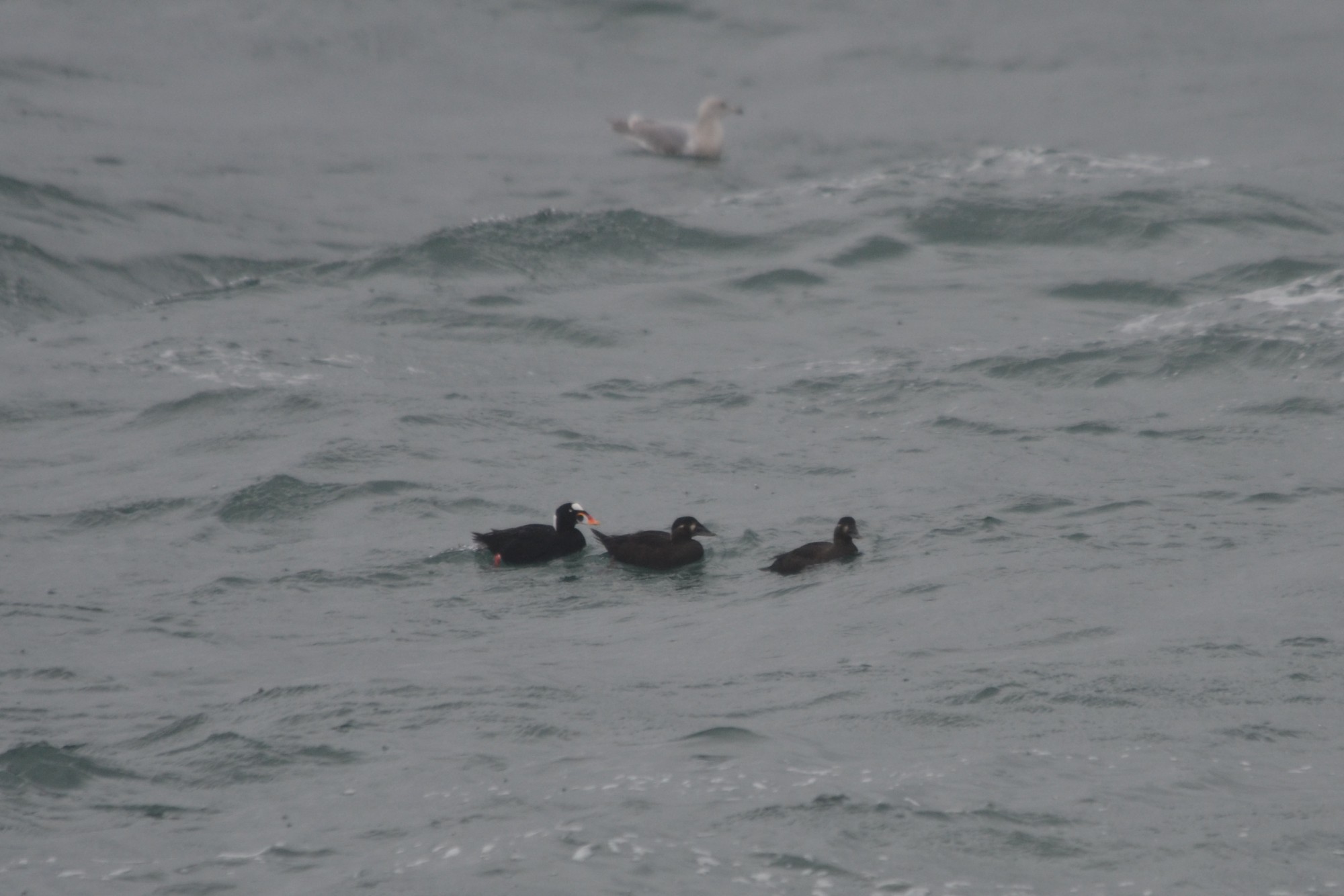 Surf Scoter