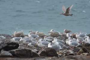 Thayer's gulls hunkered down