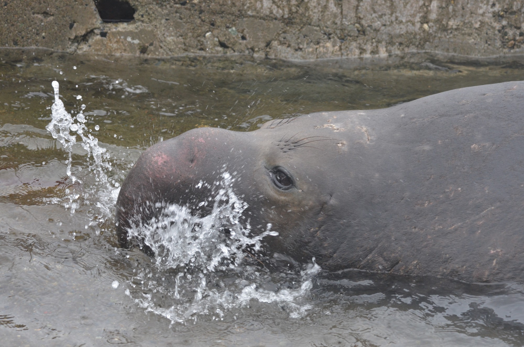 Trumpeting in the water