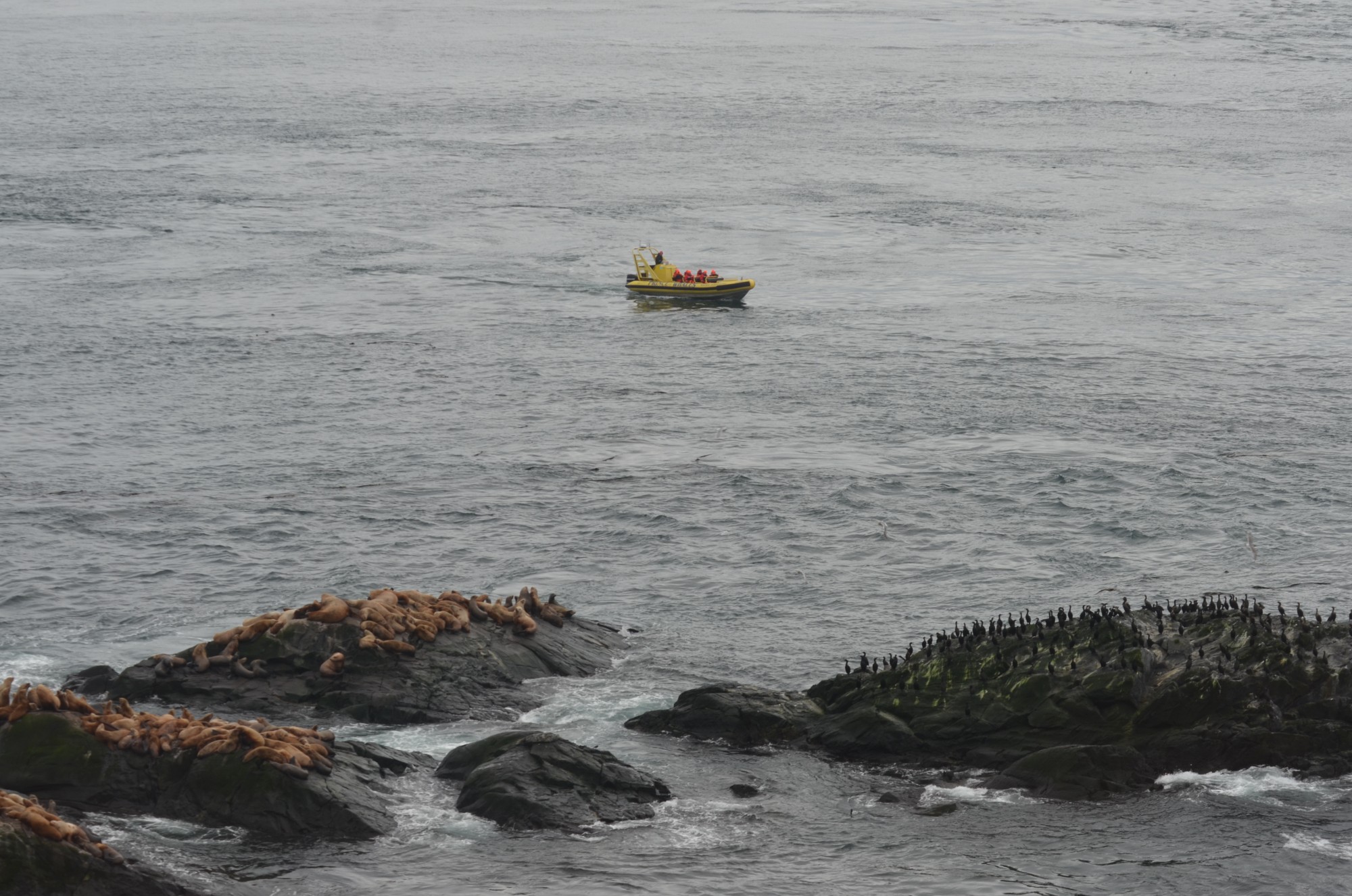 Whale watchers