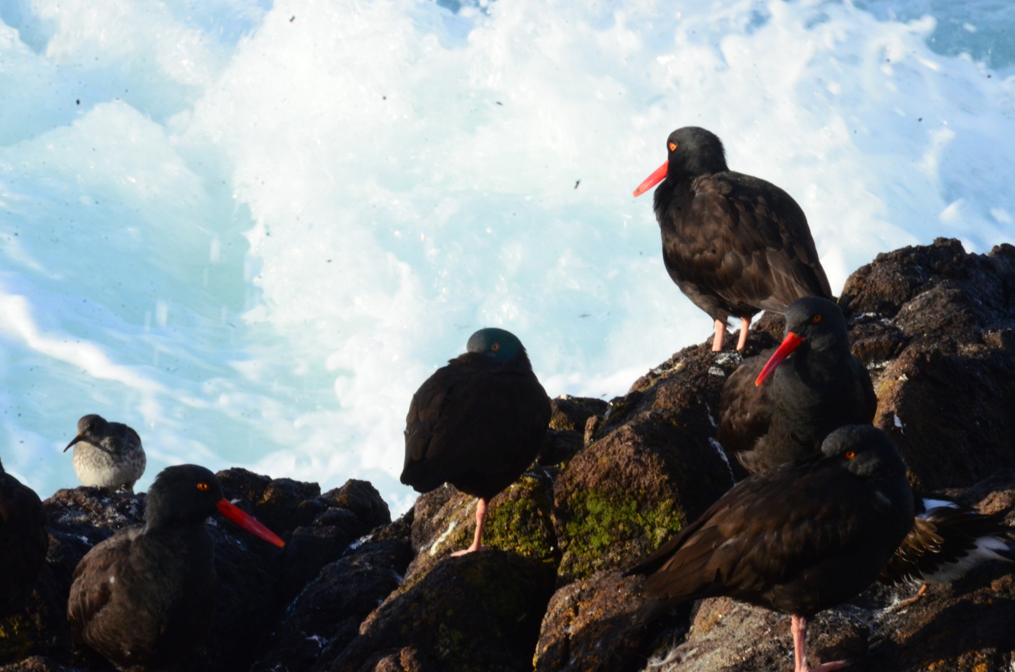 Black Oystercatchers