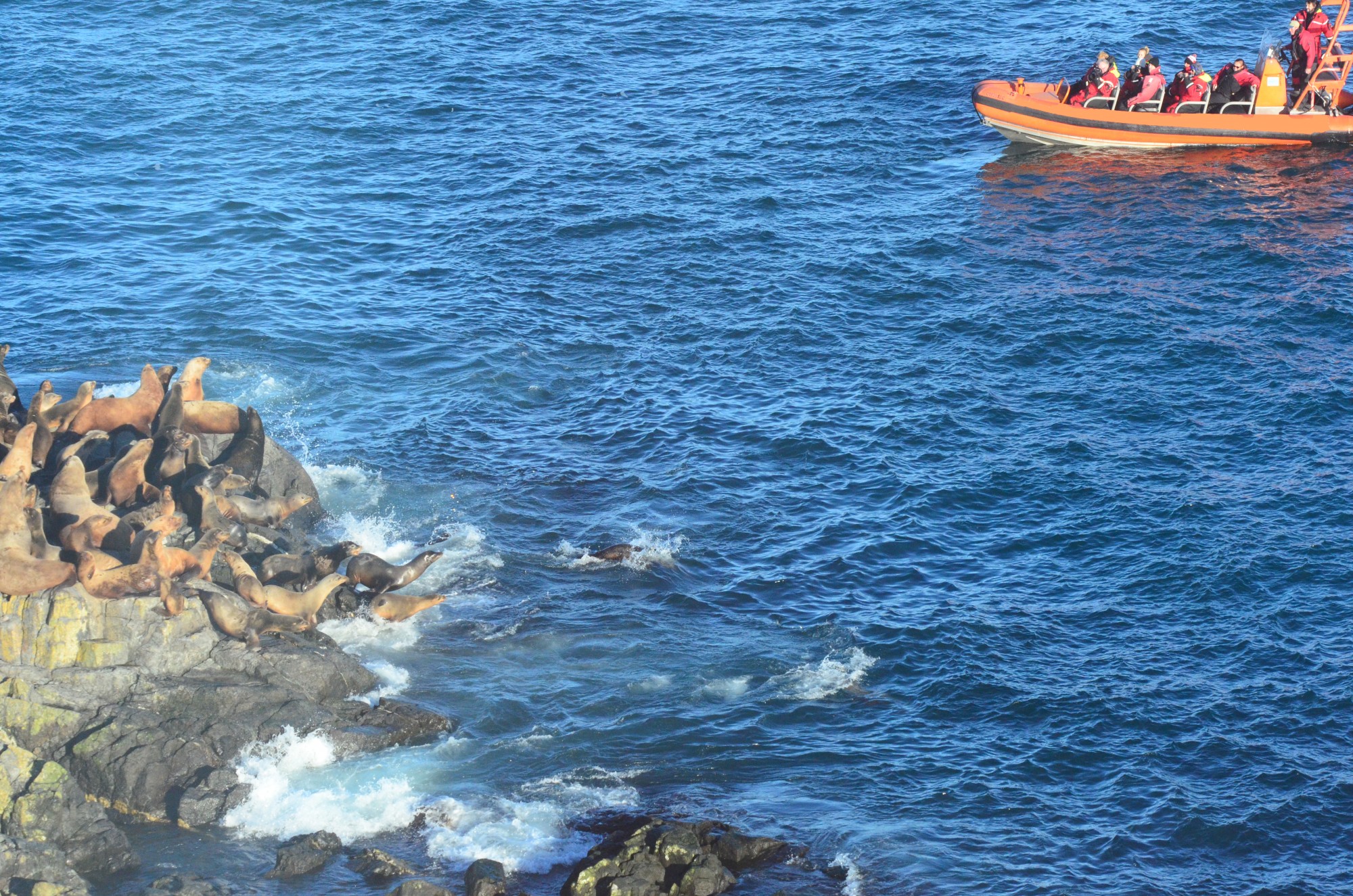 Whale watching boat comes too close and causes Sea lions to stamped