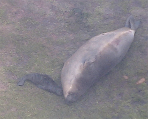 Elephant sealpup at 9.22.33 AM