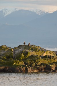 Bald Eagles and Snowy Mountains