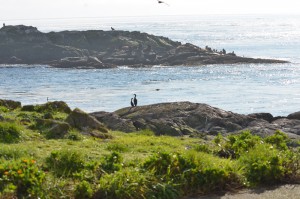 Cormorants and Sea Lions