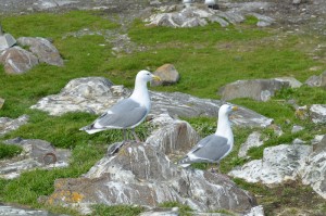 A pair of seagulls