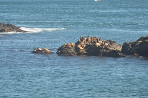 Agitated Sea Lions