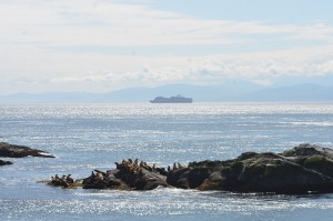 Cruise Ship and Sea Lions