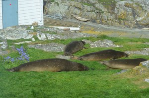 Elephant Seal flight squadron formation