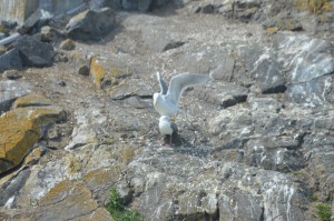Seagulls mating