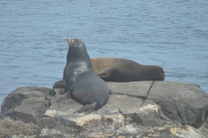 The injured cali sea lion