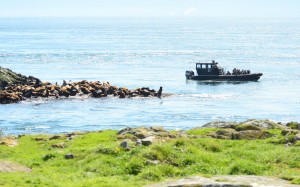 This may be a better position for viewing, although still very close and there are animals in the water, near the boat, which has propellors turning to maintain position.