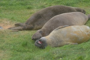 the elephant seals