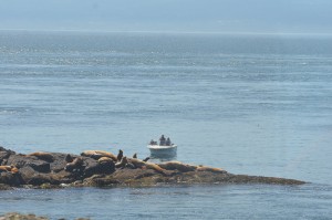 Boat and sea lions