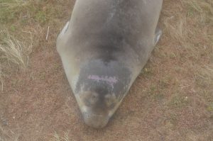 E-seal with pink scrapes