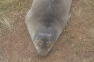 E-seal with pink scrapes