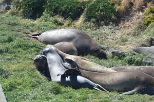 Elephant seal salad