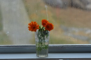 Flowers saved from the weed eater