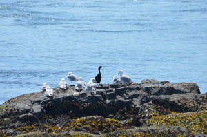 Lone cormorant and seagulls