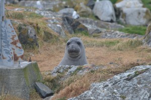 Peaking over the Rocks