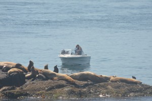 Too close to the sea lions