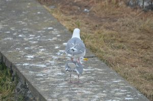 Tower of gulls