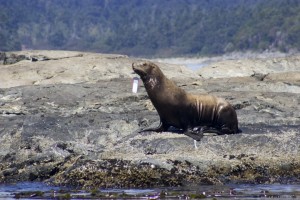 hookedsealion