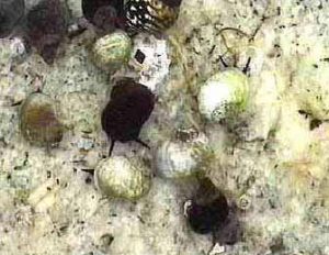 Figure 1 In Fig. 1 the snails were purposely placed on the white quartz substrate to show the contrast between a shell of color 27 ( white ) and some of colors 1 - 10 ( Black to grey ).