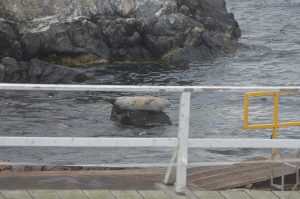 harbour-seal-1-7-10
