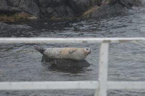 harbour-seal-2-7-10